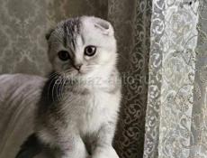 Котята вислоухие 