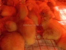 Утята