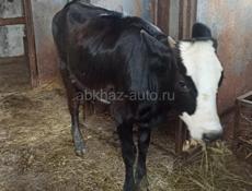 Продам тëлочку
