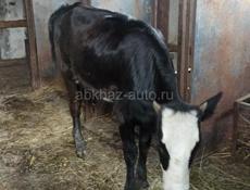 Продам тëлочку