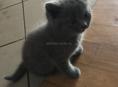 Котёнок 