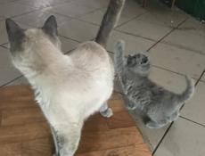 Котёнок 