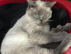 Котёнок 