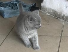 Котёнок 