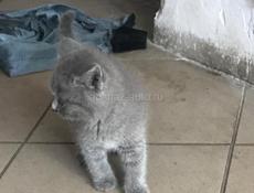 Котёнок 