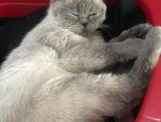 Котёнок 
