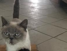 Котёнок 
