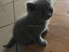 Котёнок 
