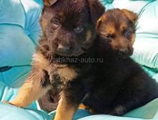 Продаются чистокровные щенки немецкой овчарки 