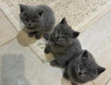Британские котята!