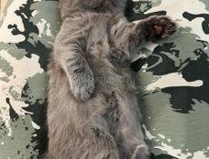 Британские котята!