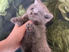 Британские котята!