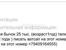 Продажа бычка и телки