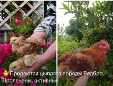 Цыплята редбро