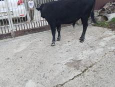Продаётся бычок 