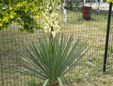 Комната в алахадзе