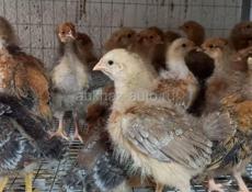 Продадим двадцатидневных цыплят