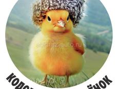 Продадим двадцатидневных цыплят