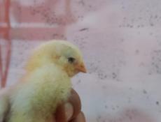 Продам цыплят