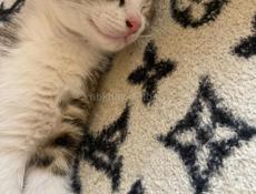 🐯