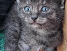 Отдам котят.