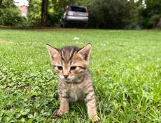 отдам котят 