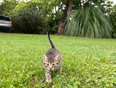 отдам котят 