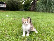 отдам котят 