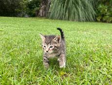 отдам котят 