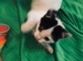 Котёнок 2 месяца . Лапочка ! 