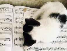 Котёнок 2 месяца . Лапочка ! 