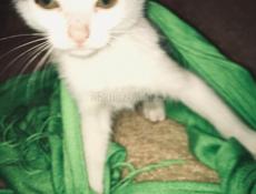 Котёнок 2 месяца . Лапочка ! 