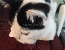 Котёнок 2 месяца . Лапочка ! 