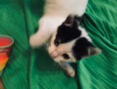 Котёнок 2 месяца . Лапочка ! 