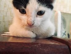 Котёнок 2 месяца . Лапочка ! 