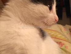 Котёнок 2 месяца . Лапочка ! 