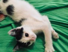 Котёнок 2 месяца . Лапочка ! 