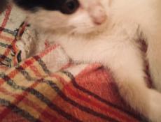 Котёнок 2 месяца . Лапочка ! 