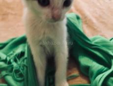 Котёнок 2 месяца . Лапочка ! 