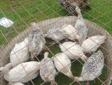 Продаются индюшата 1,5, 2 и 2,5 месяца