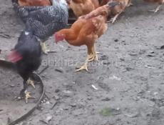 бзыбь 