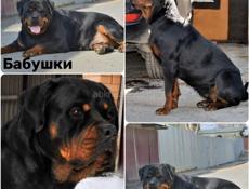 Ротвейлер щенки