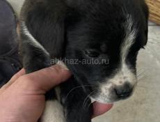 Метис кане корсо
