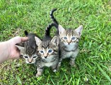 котята