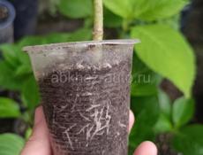 Гортензия (молодые саженцы)