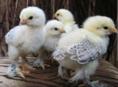 Продам 2-х месячных цыплят породы Маран, Кучинская полулунная, Сильверуд