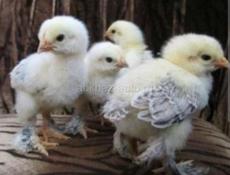 Продам 2-х месячных цыплят породы Маран, Кучинская полулунная, Сильверуд