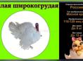 Принимаю заявку 