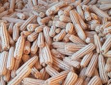 Кукуруза 🌽