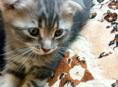 Продам котят от шотландской кошки и британского кота